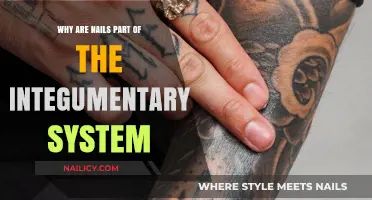 Nails' Role in the Integumentary System: Function and Importance Explained