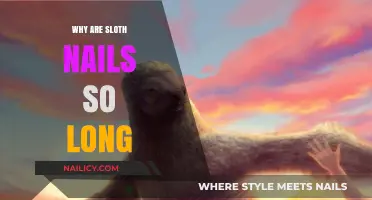 The Secret Behind a Sloth's Long Nails