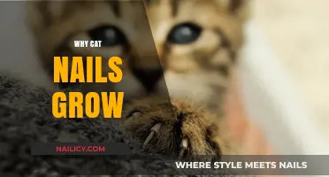 How Cat Nails Grow and Why They Need Trimming