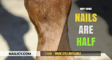 Unveiling the Mystery: Why Cows Have Split Hooves