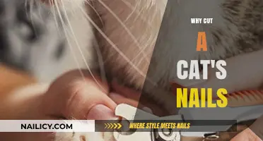 Trimming Your Cat's Nails: Essential Care for Your Pet