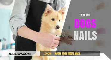 Trimming Dog Nails: Essential Care for Your Pet's Health