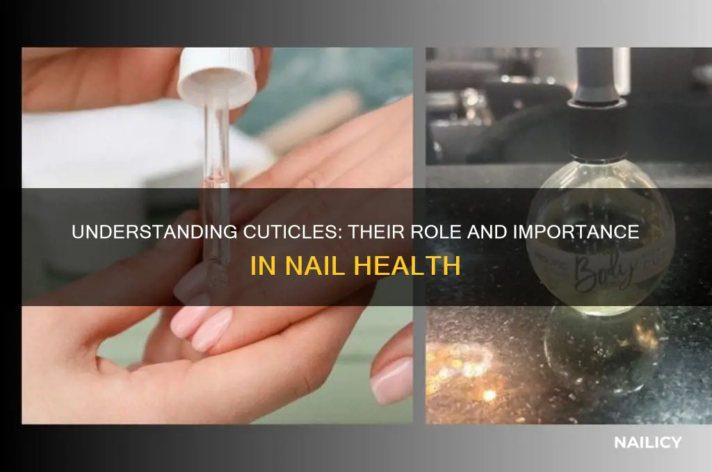 why cuticles around my nails