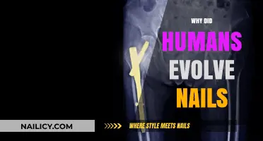 Why Humans Evolved Nails: Uncovering the Surprising Survival Advantages