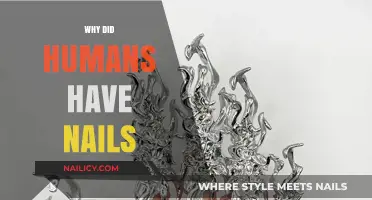 The Evolutionary Purpose of Human Nails: Uncovering Their Surprising Function