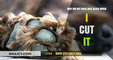 Trimming Dog Nails: When Clipping Goes Wrong