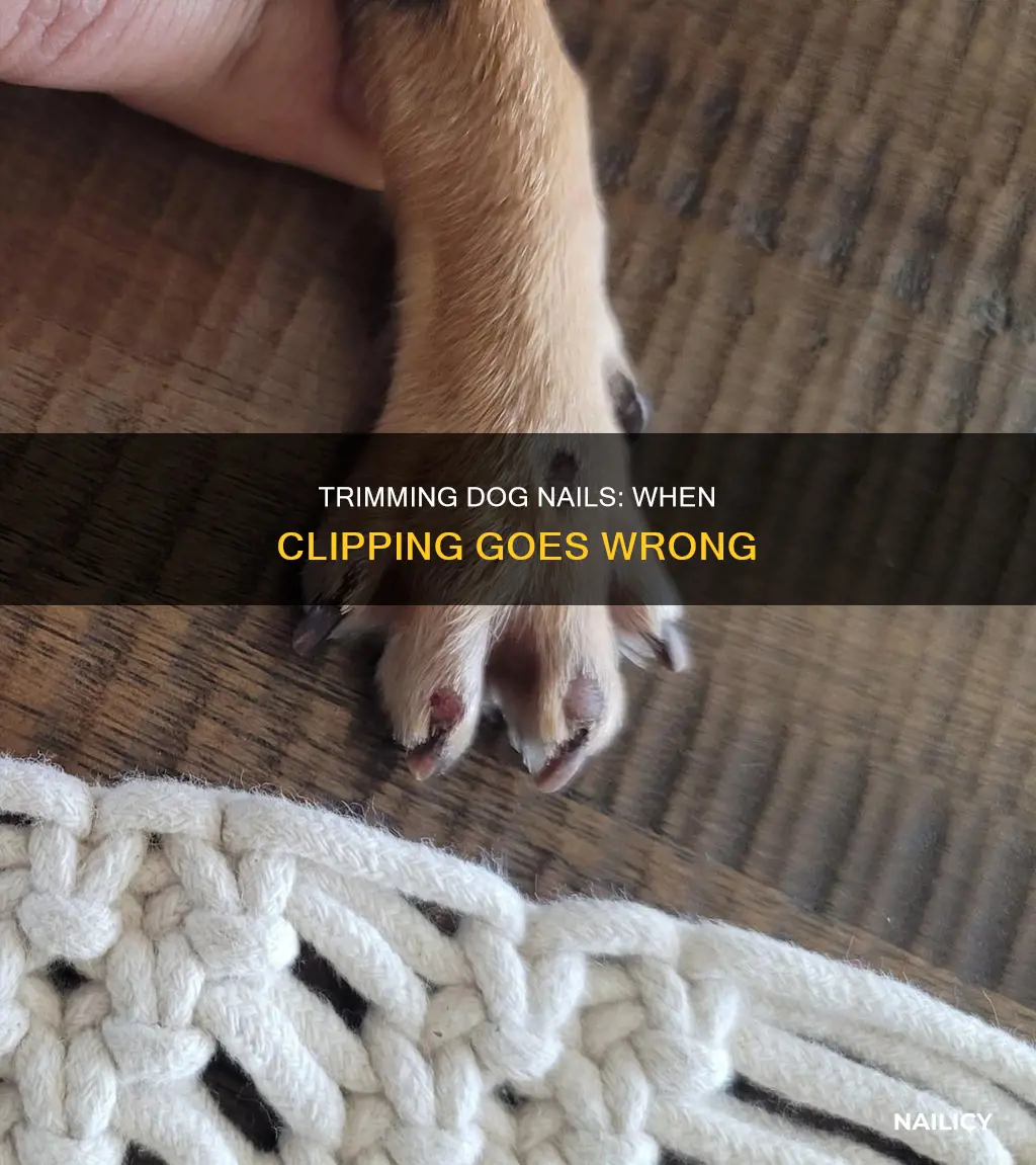 why did my dogs nail bleed when i cut it