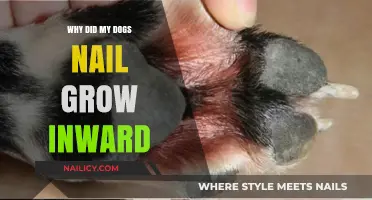 How Ingrown Nails Develop in Dogs