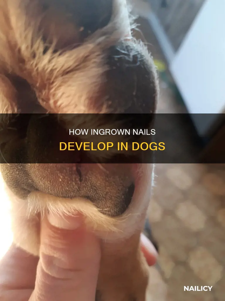 why did my dogs nail grow inward