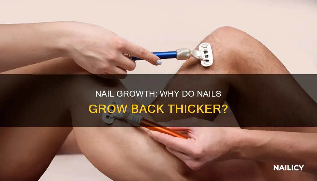 why did my nail grow back thicker
