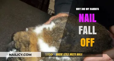 Rabbit Nail Loss: Causes, Concerns, and Care Tips Explained