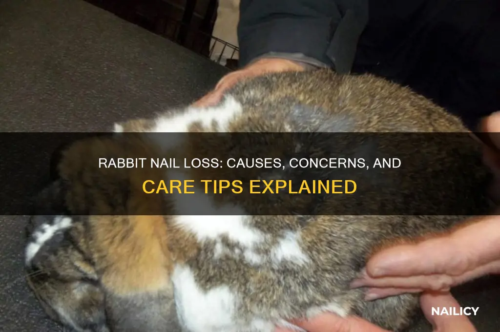why did my rabbits nail fall off