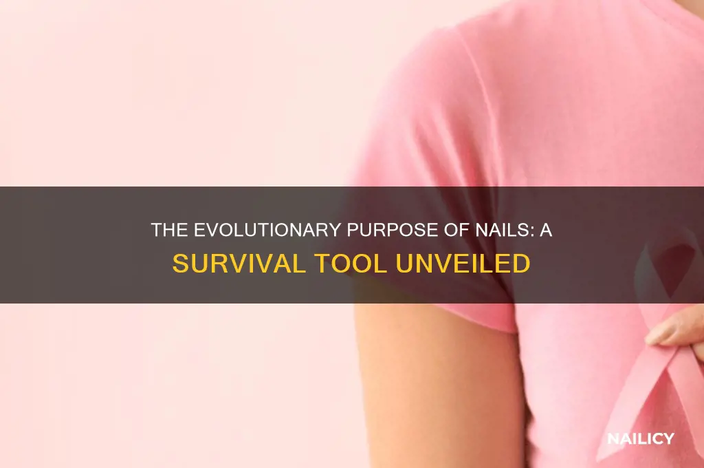 why did we develop nails