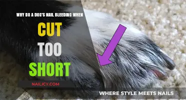 Trimming Dog Nails: When Clipping Leads to Bleeding