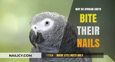 Understanding Why African Grey Parrots Bite Their Nails: Causes and Solutions