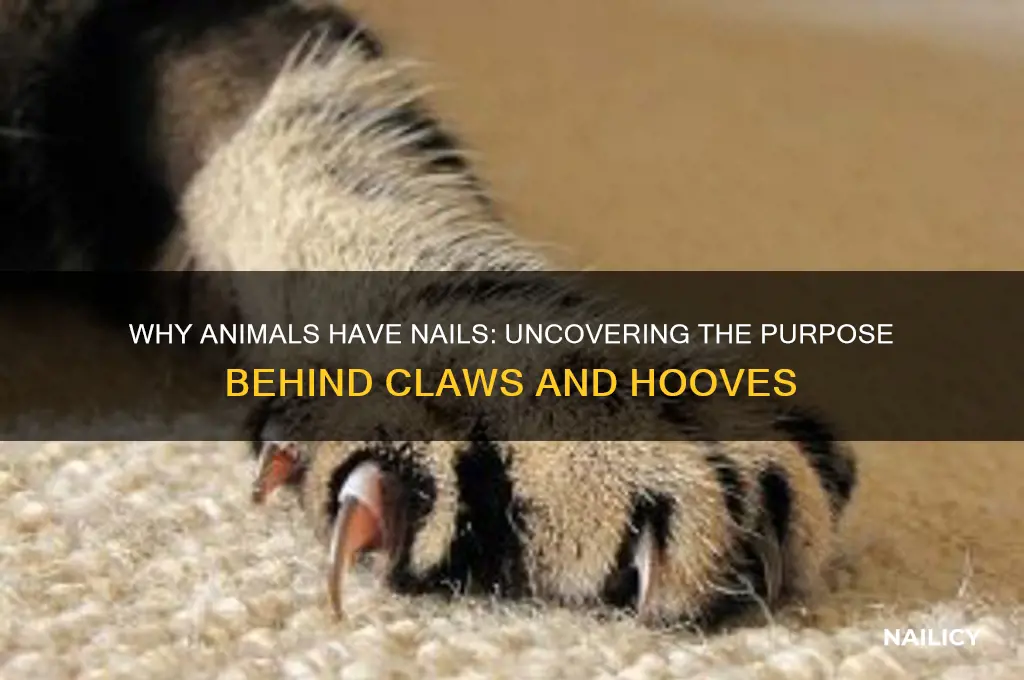 why do animals have nails