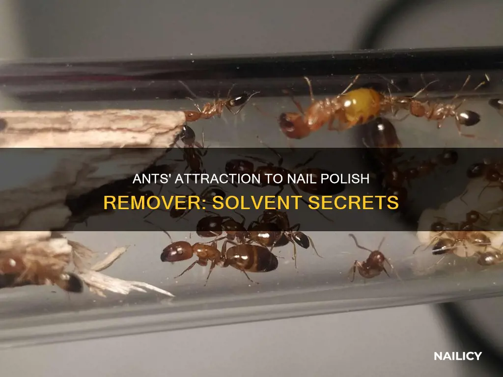 why do ants like nail polish remover