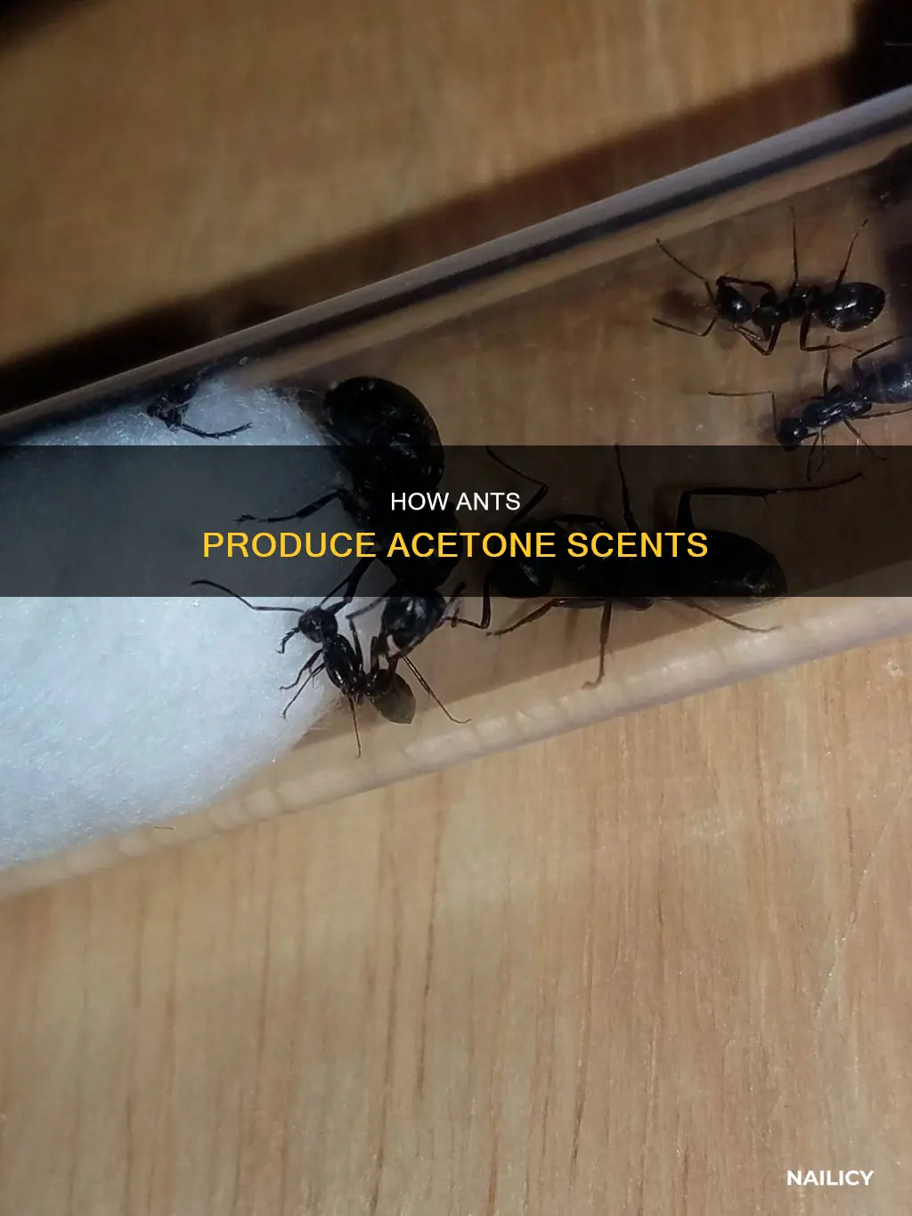 why do ants smell like nail polish remover