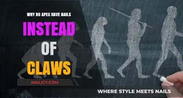 Why Apes Have Nails Instead of Claws: Evolutionary Insights Explained