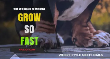 Bassett Hounds' Nails: Why They Grow Quickly