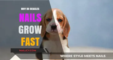 Beagle Nails: Why They Grow So Fast