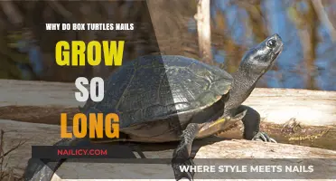 How Box Turtles' Nails Grow Excessively Long