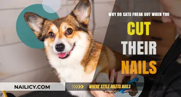 Calm Your Cat: Nail Trimming Trauma Explained
