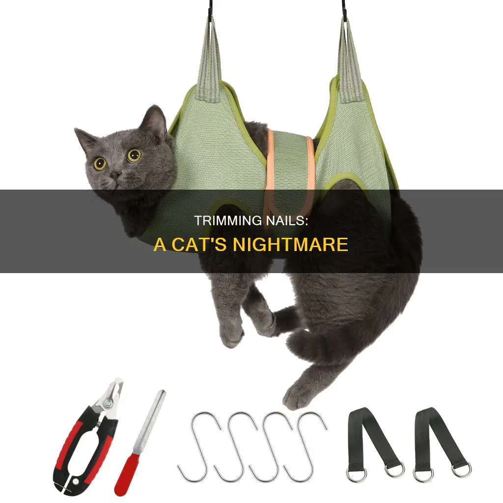 why do cats hate cutting nails