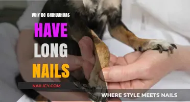 Chihuahuas' Nails: Why Do They Grow So Long?