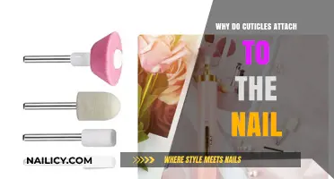 Why Cuticles Attach to Nails: Understanding Their Essential Role