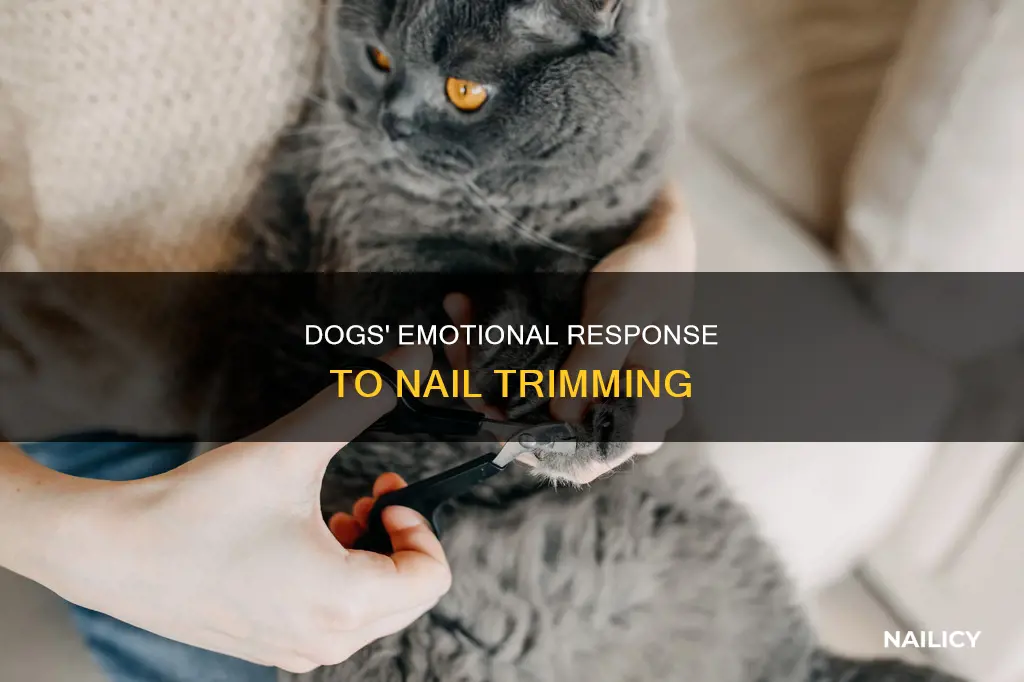 why do dogs cry when cutting nails