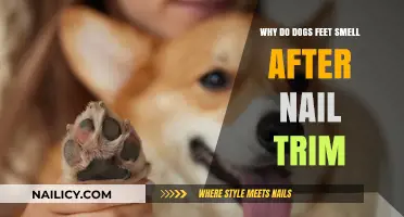 Trimming Dog Nails: Why the Stink?