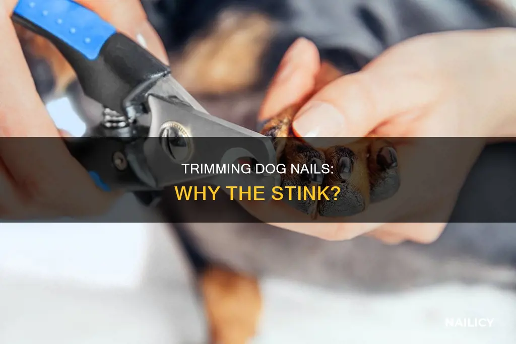 why do dogs feet smell after nail trim