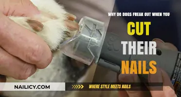 Calm Your Dog: Nail Trimming Trauma