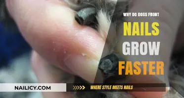 Dog Front Nails: Why They Grow Faster
