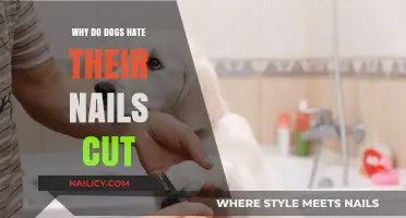 Trimming Nails: A Painful Experience for Dogs