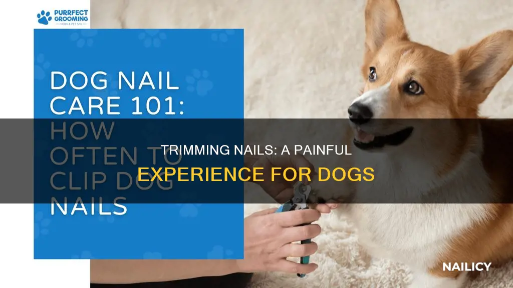 why do dogs hate their nails cut