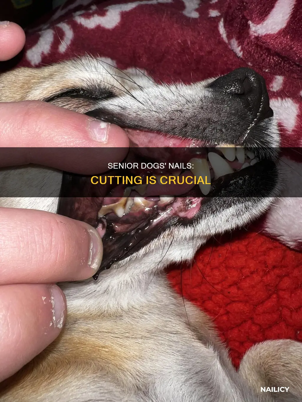 why do dogs nails need cutting in old age