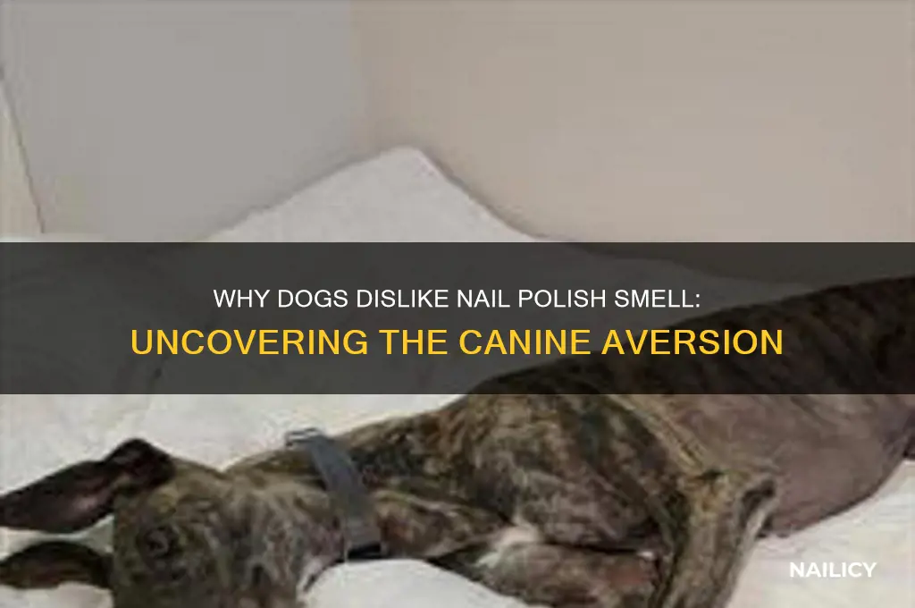 why do dogs not like the smell of nail polish
