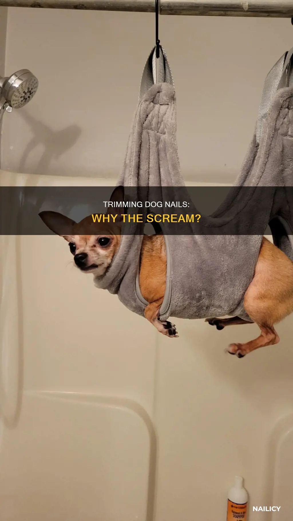 why do dogs scream when you cut their nails