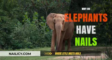 Why Elephants Have Nails: Uncovering the Surprising Purpose Behind Their Unique Hooves