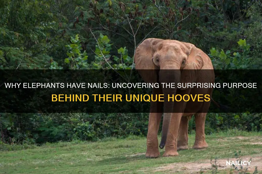 why do elephants have nails