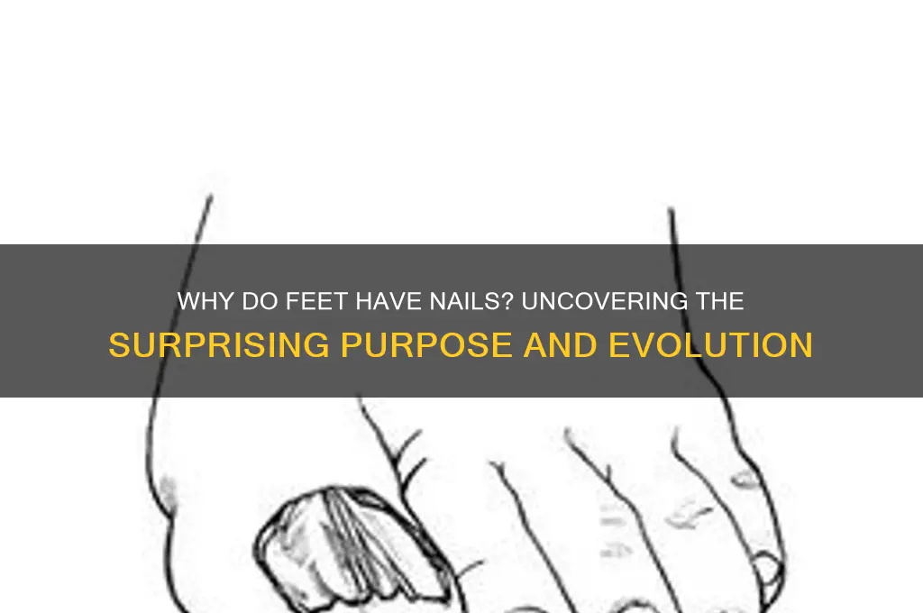 why do feet have nails