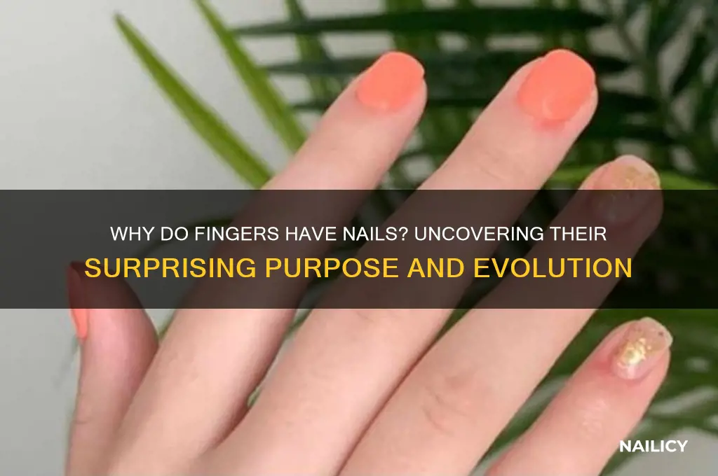 why do fingers have nails
