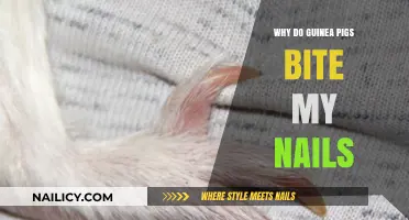 Why Guinea Pigs Nibble on Your Nails: Understanding Their Behavior