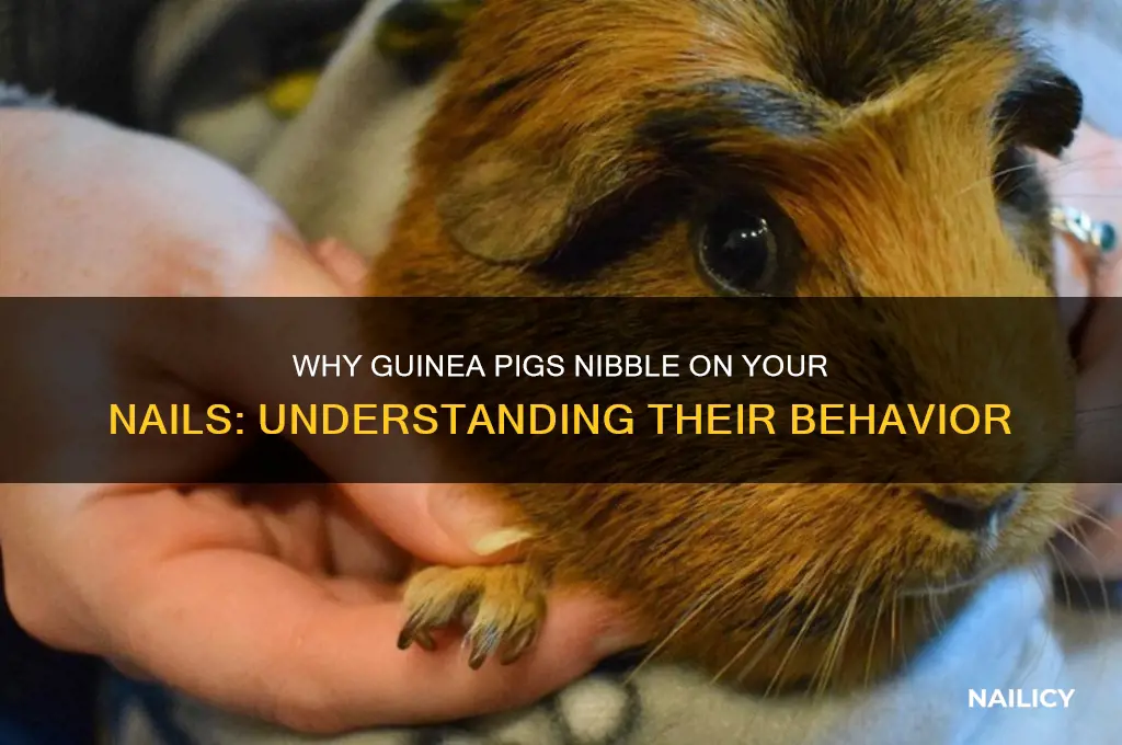 why do guinea pigs bite my nails
