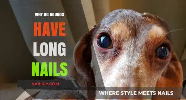 How Hounds' Nails Naturally Stay Long