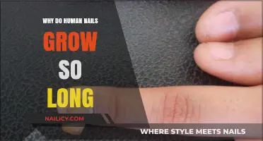 The Mystery of Nail Growth: Why So Long?