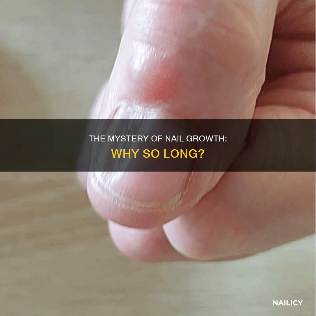 why do human nails grow so long