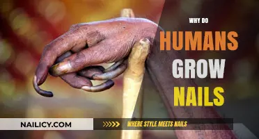 The Evolution of Nails: Why Humans Have Them